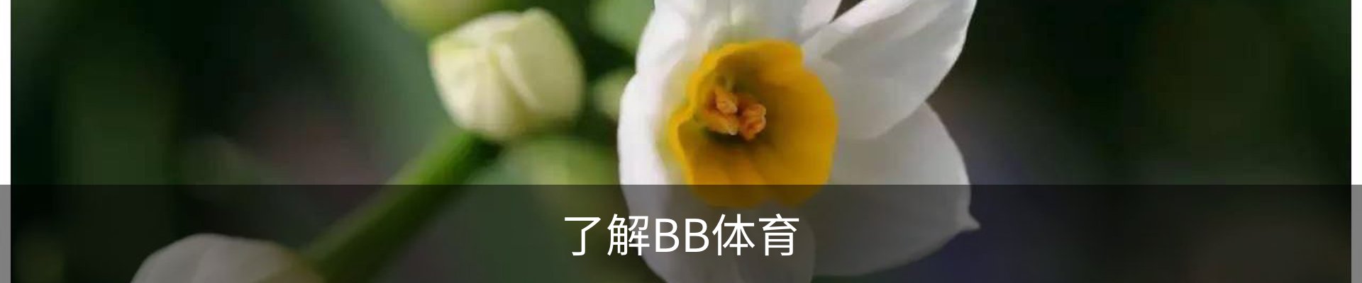 了解BB体育